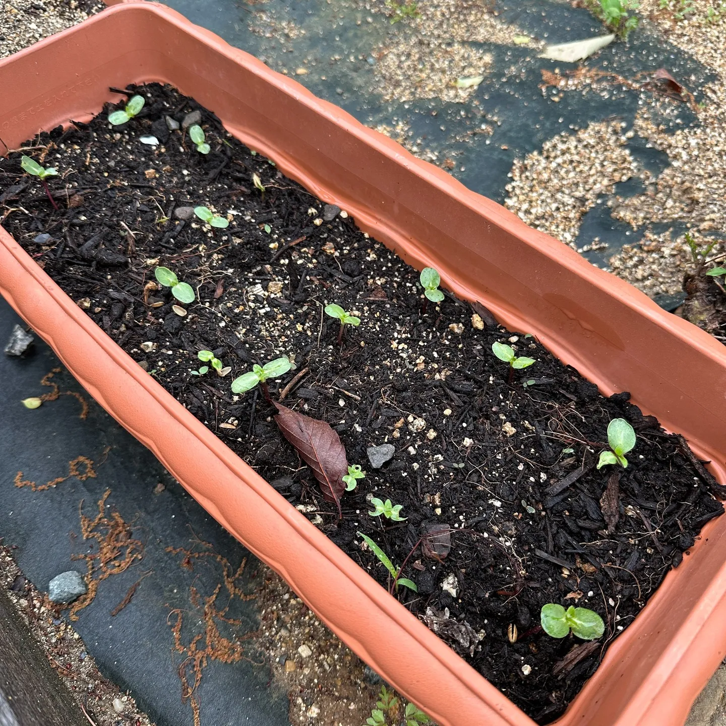 建材屋さんから頂いたひまわり🌻に芽が出てきましたよっ🥰