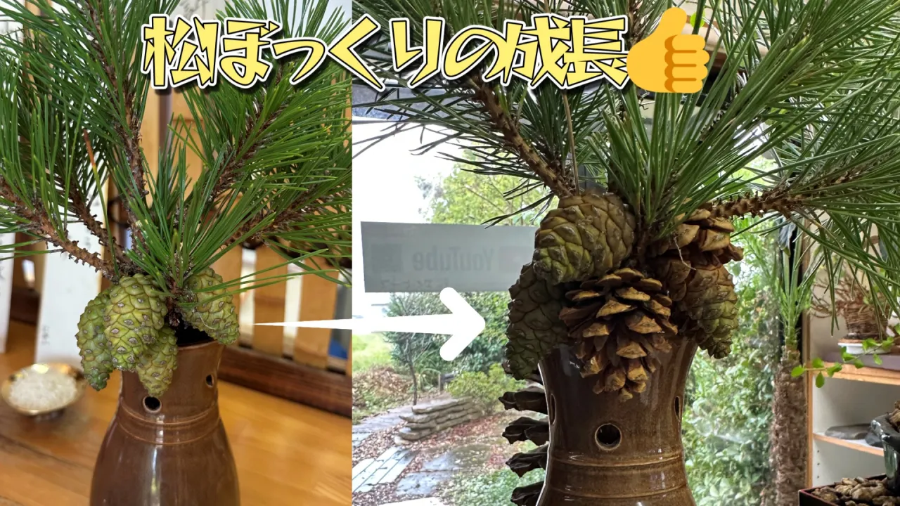 2週間で松ぼっくりが👍😊